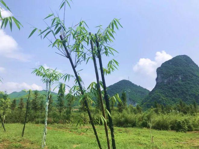 浸潭這個竹子迷宮,難倒了不少人!你敢來挑戰嗎?